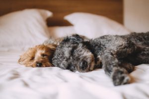 WAYS TO RELAX YOUR DOG WITHOUT MEDICATION