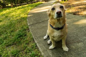 DOES YOUR DOG SUFFER FROM ANXIETY?
