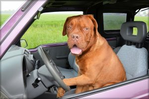 CAR ANXIETY – PLAY CHILL DOG TO HELP YOUR FURRY FRIEND TRAVEL