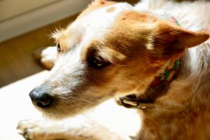 DOES MY DOG HAVE AN ANXIETY DISORDER?