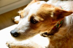 WAYS TO EASE PET ANXIETY