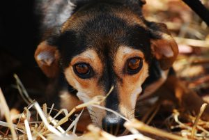 SEPARATION ANXIETY IN DOGS USING CHILLDOG MUSIC