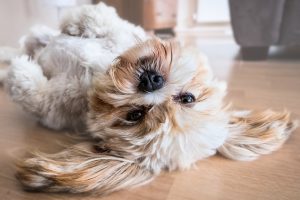 HOW PUPSNAP CAN HELP WITH YOUR DOG’S SEPARATION ANXIETY
