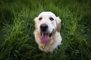 SYMPTOMS OF ANXIETY IN DOGS