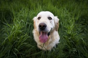 HOW MUSIC IMPROVES A DOG’S QUALITY OF LIFE