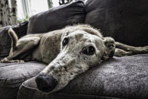 HOW TO CALM A HYPER ACTIVE DOG
