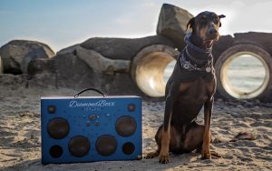 USING MUSIC TO SOOTHE THE SAVAGE BEAST IN YOUR FAMILY DOG