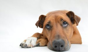 WHAT IS SEPARATION ANXIETY IN DOGS AND HOW CAN I HELP?