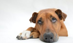 NERVOUSNESS IN DOGS – HOW CLASSICAL MUSIC CAN HELP