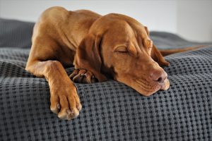 CLASSICAL AND RELAXING MUSIC REALLY CAN RELIEVE STRESS IN YOUR DOG