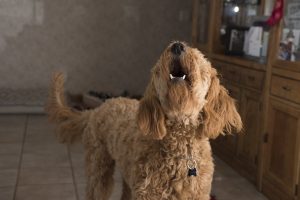 BARKING ALONG!