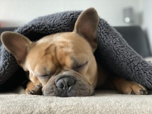 HOW MUSIC CAN TREAT SEPARATION ANXIETY IN PUPPIES