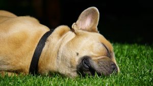 HOW TO GET YOUR DOG TO CALM DOWN
