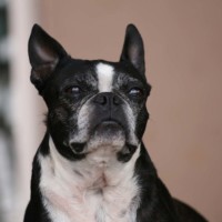 Atilla
